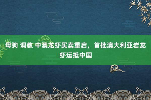 母狗 调教 中澳龙虾买卖重启，首批澳大利亚岩龙虾运抵中国
